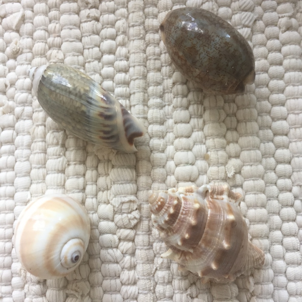 COASTAL SHELL MAGNETS